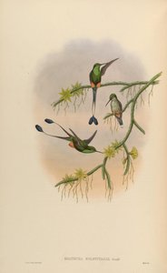 Spathura solstitialis = Ocreatus underwoodii door John Gould